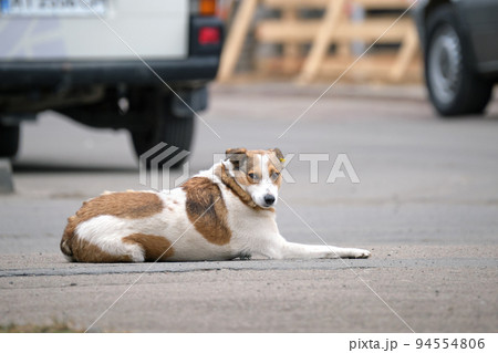 Big white and brown dog laying on asphalt street or road near car waiting for owner 94554806