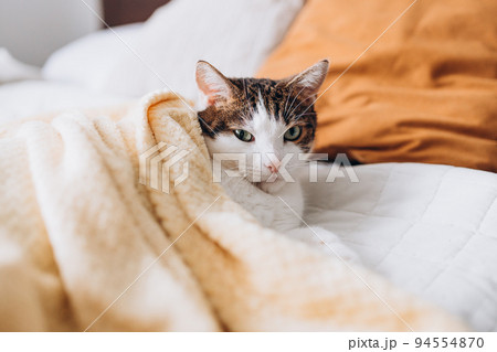 White with gray cat lies in bed at home, house comfort concept, indoor. Cope space. Adopt pets banner White with gray cat lies in bed at home, house comfort concept, indoor. Cope space. Adopt pets banner 94554870