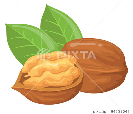 Walnut icon. Whole and open nuts. Healthy food 94555042