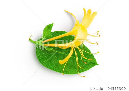 honeysuckle flower isolated on white background with full depth of field. Top view. Flat lay honeysuckle flower isolated on white background with full depth of field. Top view. Flat lay 94555309