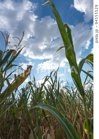 Shot of row of corn plants before harvest in late summer against blue sky in sunshine 94555529