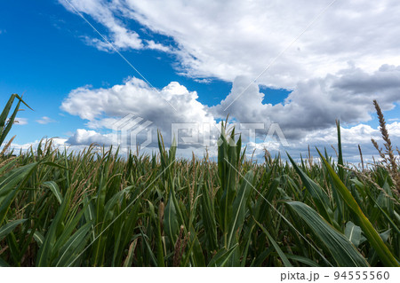 Shot of row of corn plants before harvest in late summer against blue sky in sunshine Shot of row of corn plants before harvest in late summer against blue sky in sunshine 94555560