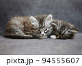 Adorable gray kitties 94555607