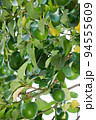 Avocado harvest theme 94555609