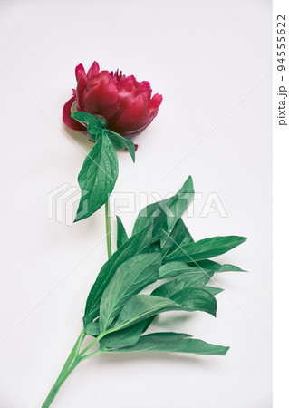 Close-up of one dark red peony flower, on a gray background. Red peony flower with green leaves. High quality photo 94555622