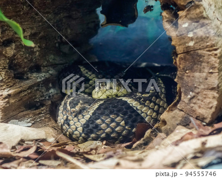 Bothrops cotiara snake, aka Fonsecas lancehead, only found in Brazilian southeast 94555746