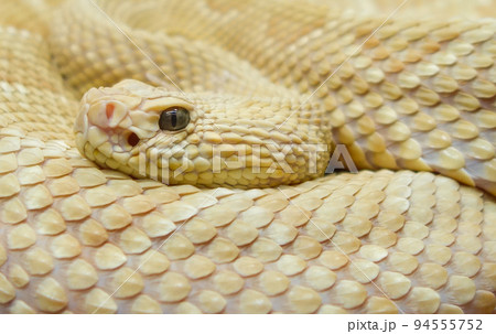 Bothrops insularis snake, known as the Golden lancehead. Close up view 94555752