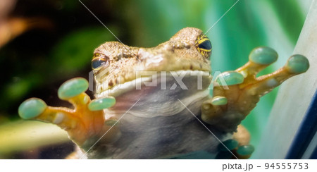 Itapotihyla langsdorffii or Ocellated Treefrog, found in the Atlantic Forest biome of Brazil. Close up 94555753