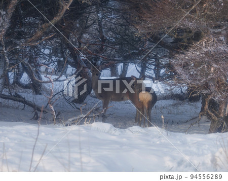 積雪の林を歩くエゾシカ 94556289