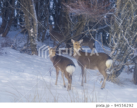 積雪の林を歩くエゾシカ 94556292