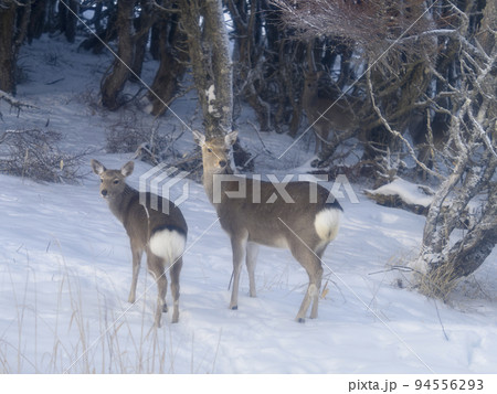 積雪の林を歩くエゾシカ 94556293