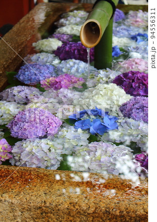 紫陽花でいっぱいの手水鉢 鎌倉 鶴岡八幡宮 紫陽花でいっぱいの手水鉢 鎌倉 鶴岡八幡宮 94556311