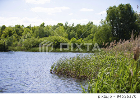 Natural summer background with lake grass and trees. 94556370