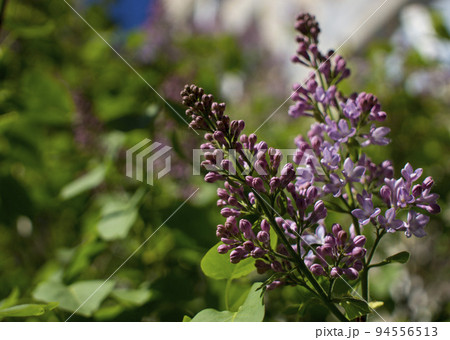Flower background - lilac flowers in spring garden 94556513