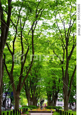 仙台定禅寺通のケヤキ並木遊歩道(宮城県仙台市) 仙台定禅寺通のケヤキ並木遊歩道(宮城県仙台市) 94556806