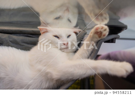 cat laying in wall glass mounted bed at home. cat laying in wall glass mounted bed at home. 94558211