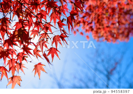 見上げる紅葉したモミジ　赤い葉っぱ　 94558397