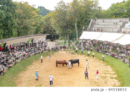 山古志闘牛場　山古志の牛の角突き (長岡市山古志地域) 94558653