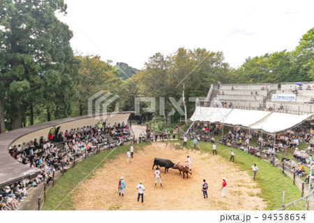 山古志闘牛場 山古志の牛の角突き (長岡市山古志地域) 山古志闘牛場 山古志の牛の角突き (長岡市山古志地域) 94558654