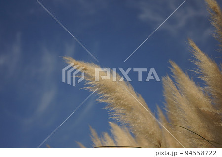 シロガネヨシと青空 94558722