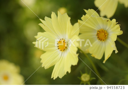 レモンイエローのさわやかなコスモスの花 94558723