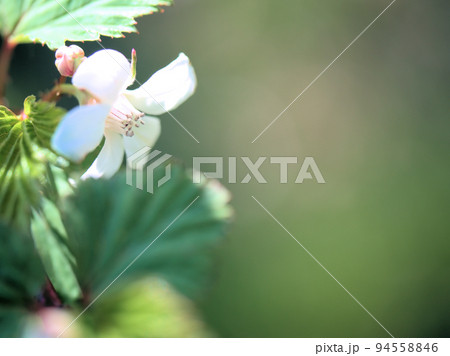 4月に咲いたニガイチゴの花 4月に咲いたニガイチゴの花 94558846