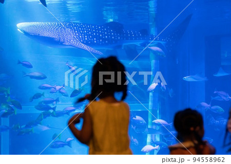 のとじま水族館　覗き込む女の子⑤ 94558962