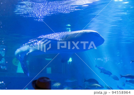 震災前 のとじま水族館　回るジンベイザメ 94558964