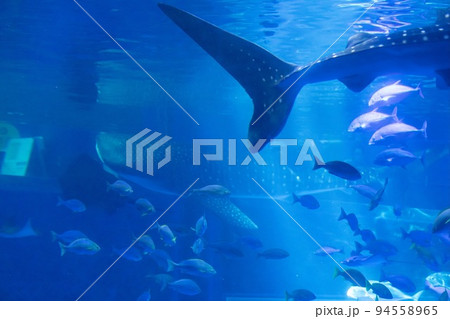 のとじま水族館　二匹のジンベイザメ 94558965