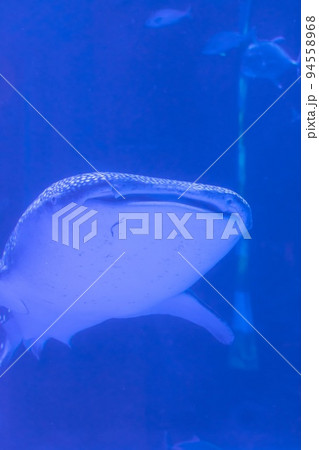 震災前 のとじま水族館　ジンベイザメの顔 94558968