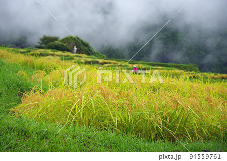 収穫期の「丸山千枚田」（三重県熊野市） 94559761