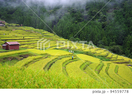 収穫期の「丸山千枚田」(三重県熊野市) 収穫期の「丸山千枚田」(三重県熊野市) 94559778