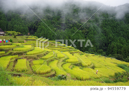 収穫期の「丸山千枚田」（三重県熊野市） 94559779