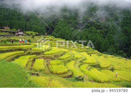 収穫期の「丸山千枚田」（三重県熊野市） 94559780