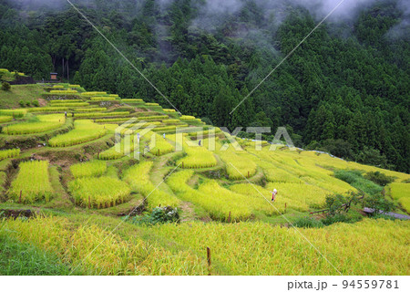 収穫期の「丸山千枚田」（三重県熊野市） 94559781