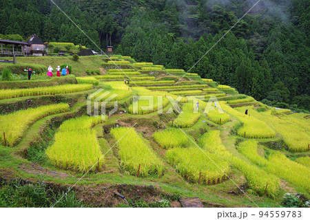 収穫期の「丸山千枚田」(三重県熊野市) 収穫期の「丸山千枚田」(三重県熊野市) 94559783