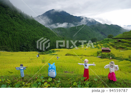 収穫期の「丸山千枚田」(三重県熊野市) 収穫期の「丸山千枚田」(三重県熊野市) 94559787