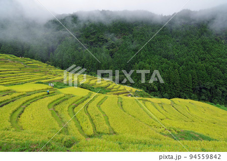 収穫期の「丸山千枚田」(三重県熊野市) 収穫期の「丸山千枚田」(三重県熊野市) 94559842