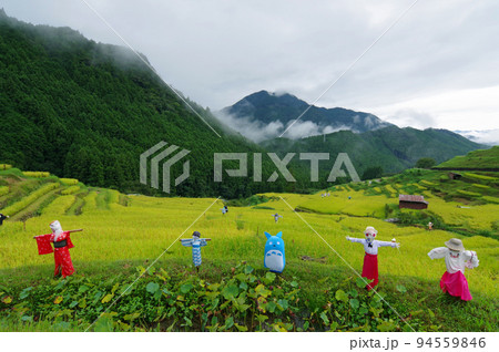 収穫期の「丸山千枚田」(三重県熊野市) 収穫期の「丸山千枚田」(三重県熊野市) 94559846