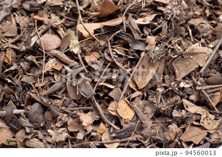 Rain tree or East Indian walnut dried leaves, Natural fertilizer for planting. Potting mix Rain tree or East Indian walnut dried leaves, Natural fertilizer for planting. Potting mix 94560013