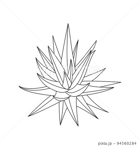 Vector hand drawn botanical Aloe Vera. Vector. Isolated background. 94560284