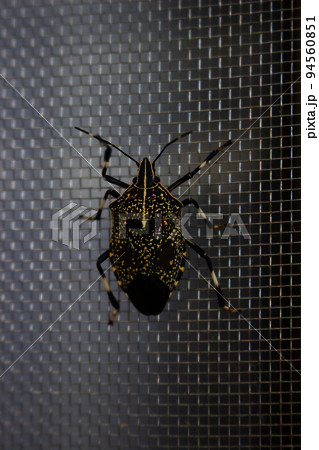 網戸に留まるキマダラカメムシ 94560851