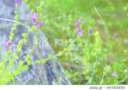 クサギキョウの花 94560890