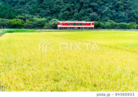 岐阜県 長良川鉄道　～稲穂が実る田園地帯を行く列車～ 94560933