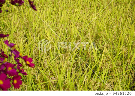 みちのくの水田(銀河のしずく) みちのくの水田(銀河のしずく) 94561520