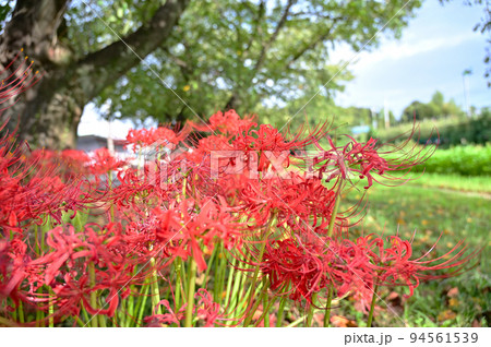 赤堀川 篠津の桜堤の曼殊沙華(彼岸花)のアップ 埼玉県 桶川市 東部工業団地 赤堀川 篠津の桜堤の曼殊沙華(彼岸花)のアップ 埼玉県 桶川市 東部工業団地 94561539