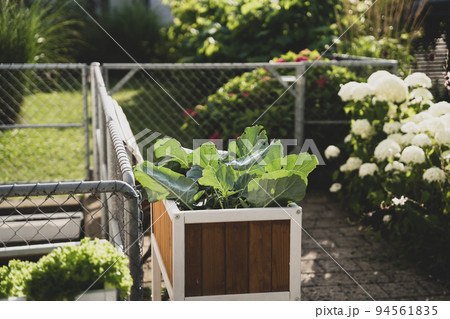 salad and vegetables in the garden grow co2 neutral and ecological 94561835