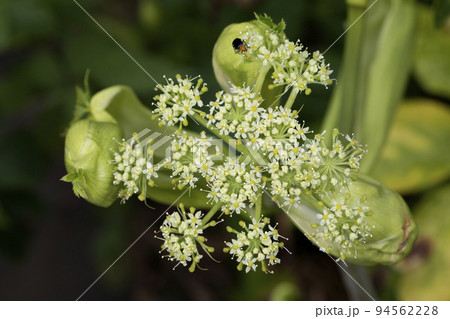 アシタバ 94562228