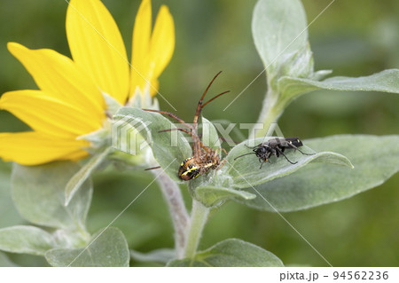 オオシロフクモバチ 94562236