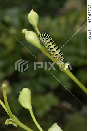 キアゲハの幼虫 94562239